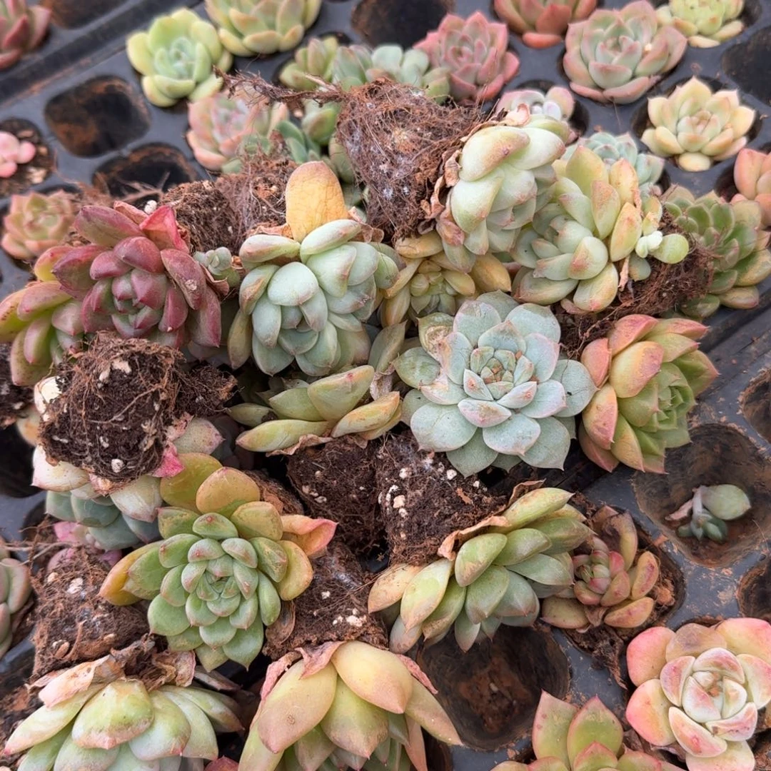 冰玉杂交麦秆或者东云混合二十颗绿菜量拍中门右二18-9