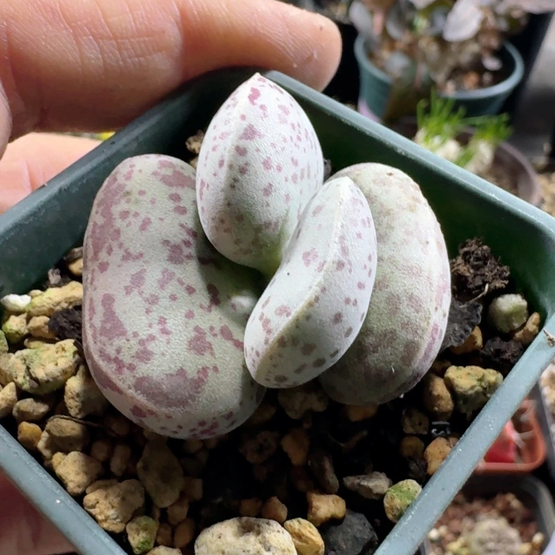 723花蛋水泡带盆发货