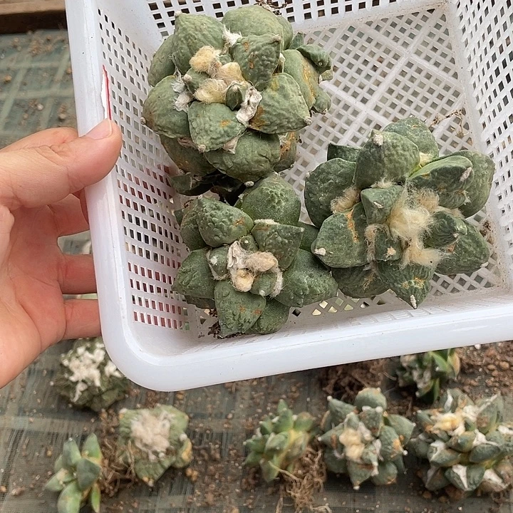自根3颗牡丹瑕疵特价款不退换