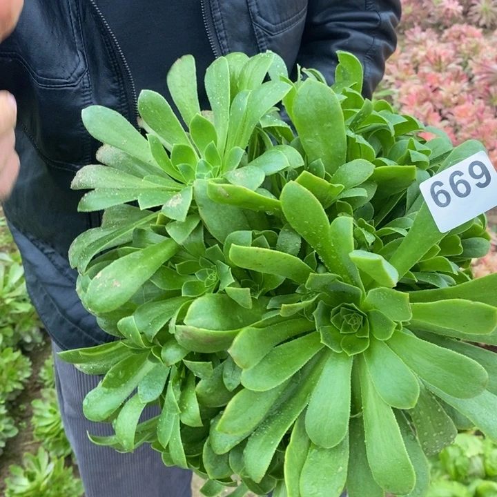 669绿玫瑰手捧3多肉