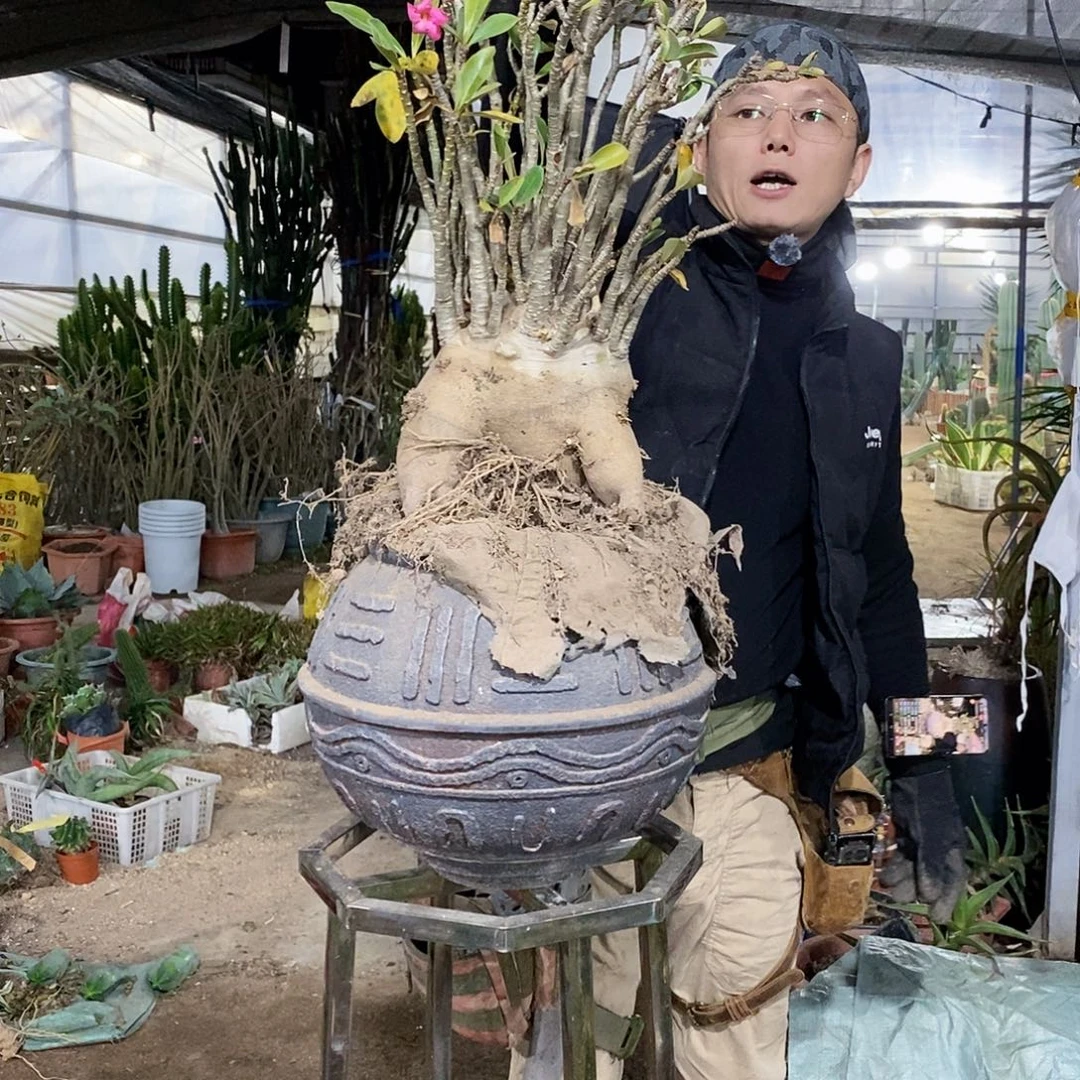 29号拍品。