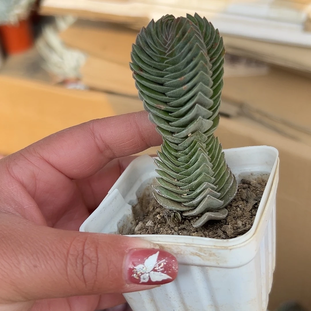 多肉植物多肉植物