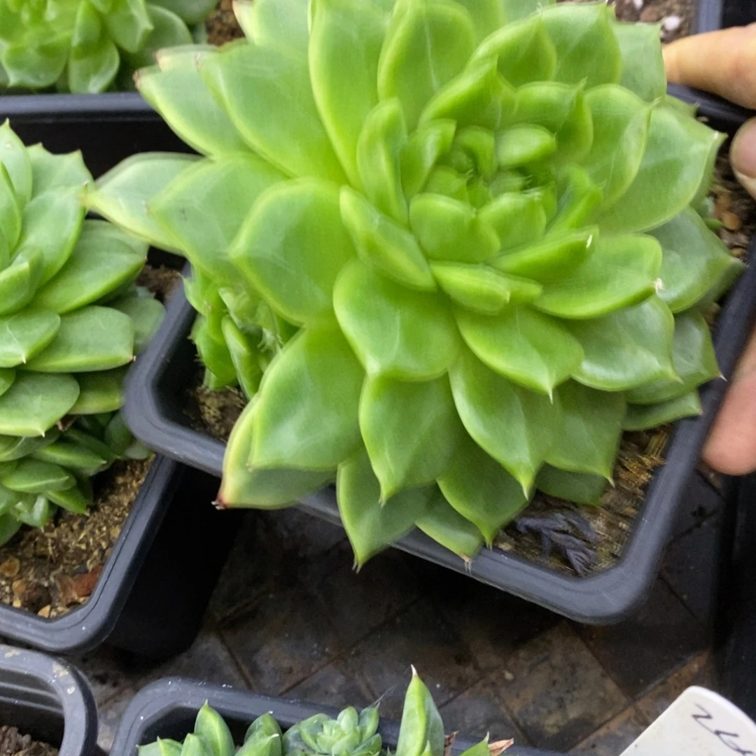 精品多肉一物一拍不包整282