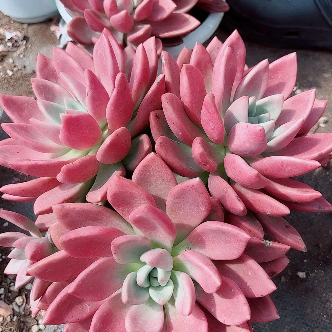 桃花源三大头起发老桩