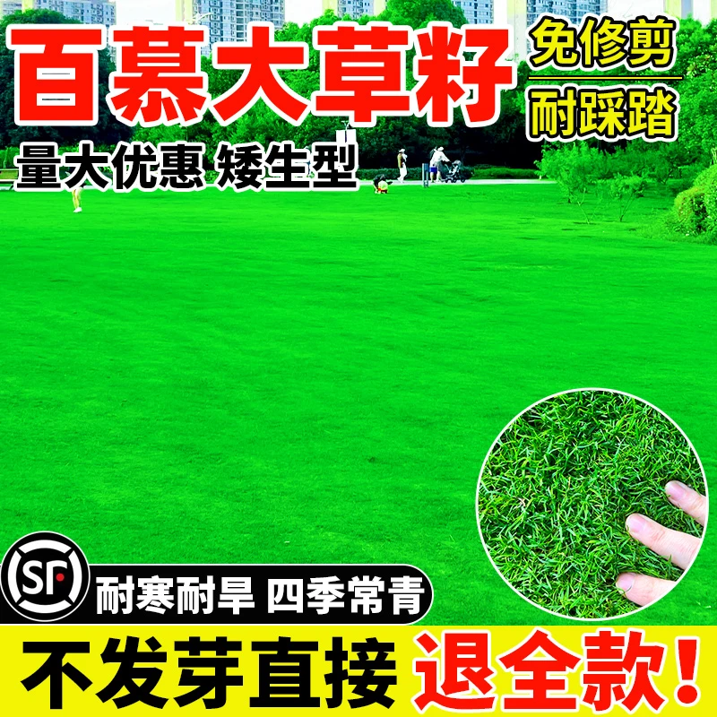 百慕大草籽矮生免修剪草坪种子别墅庭院绿化工程四季常青草坪草籽