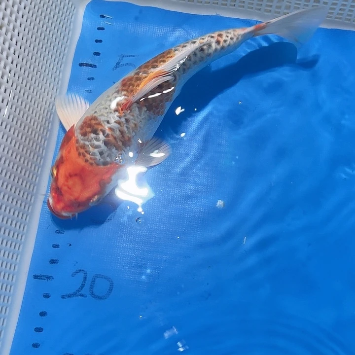 锦鲤锦鲤包邮包售后