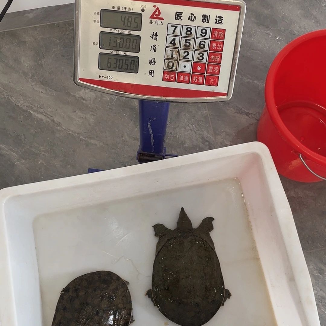 中国大陆4676367466