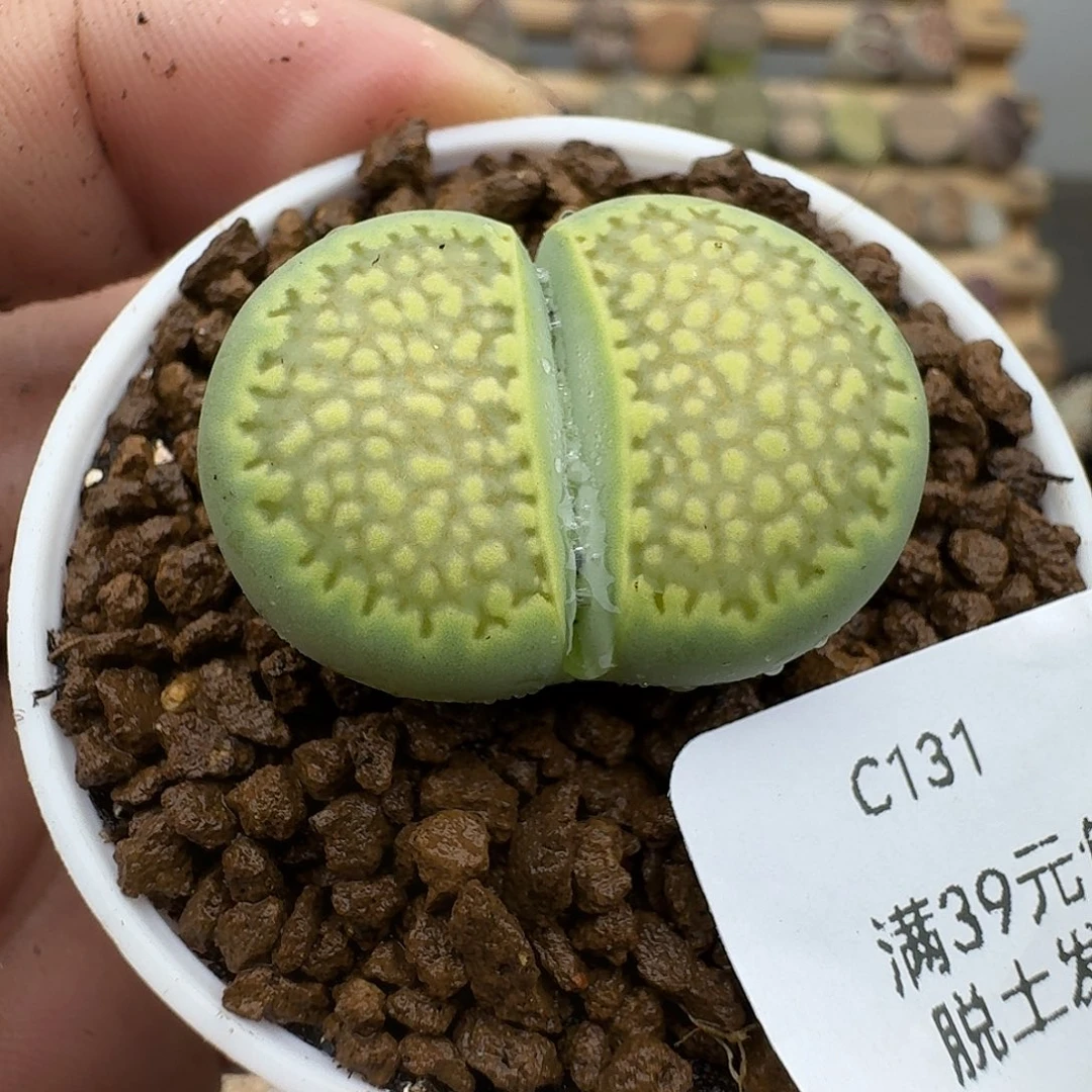 131多肉哈哈哈哈哈哈哈