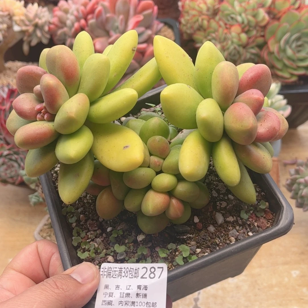 287芒果奶德华多肉