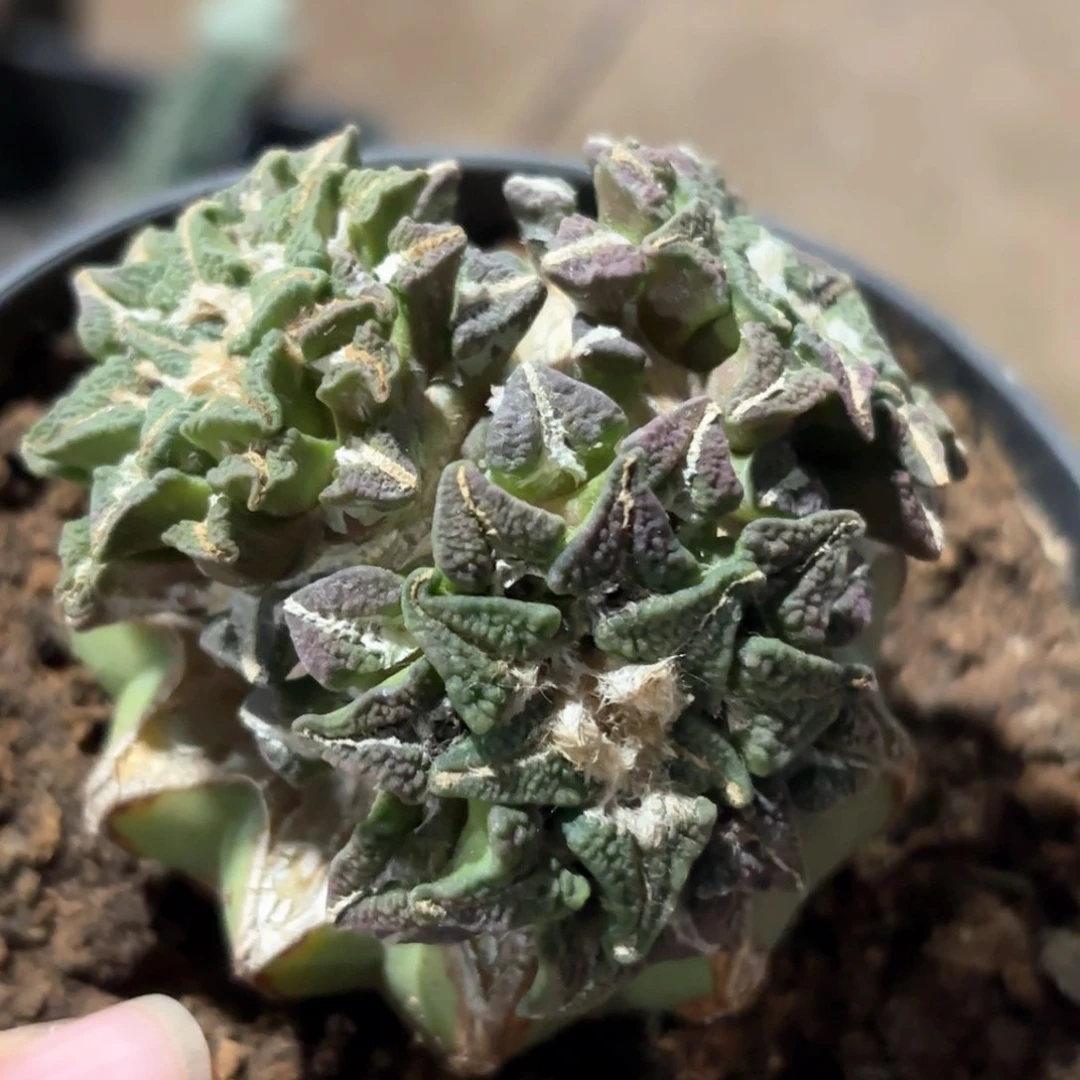 黑牡丹群仙人球284