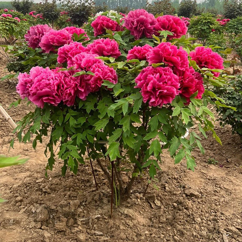 【花王】牡丹花苗盆栽 耐寒大花浓香 阳台庭院客厅花卉植物