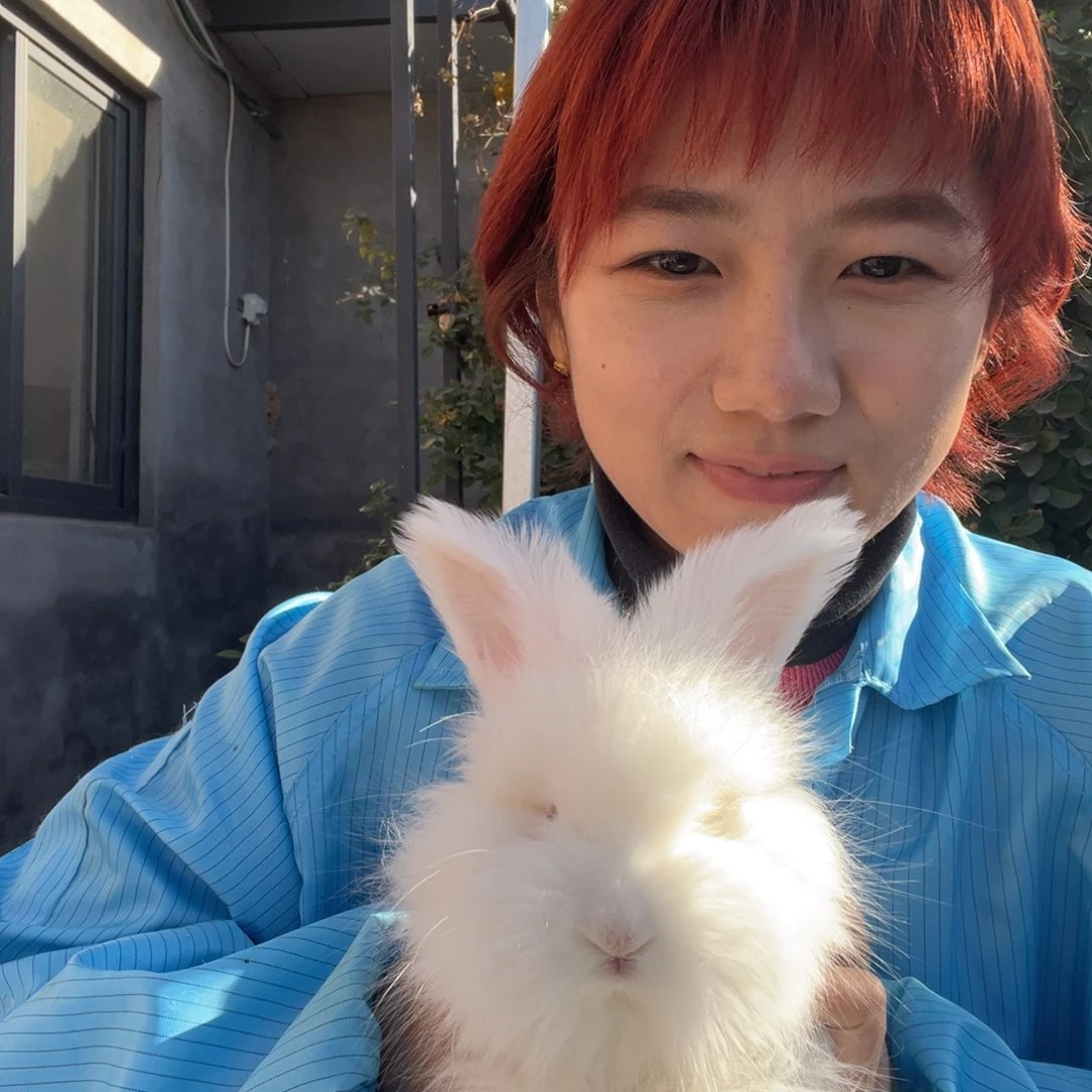 双血统英系安拉兔子