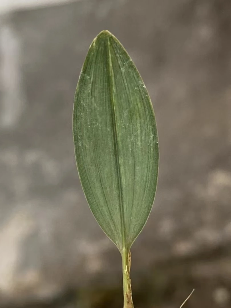 精品兰花盆栽绿植