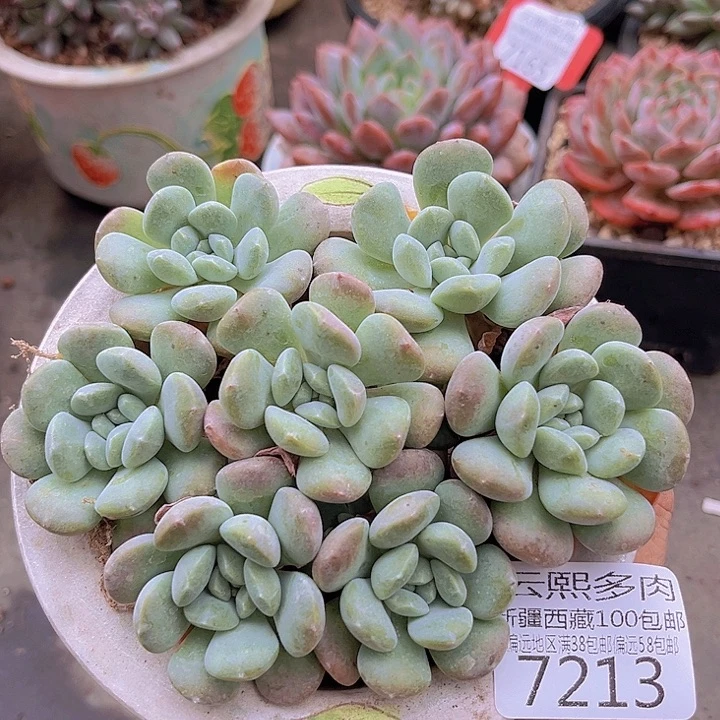 7213美人珠。
