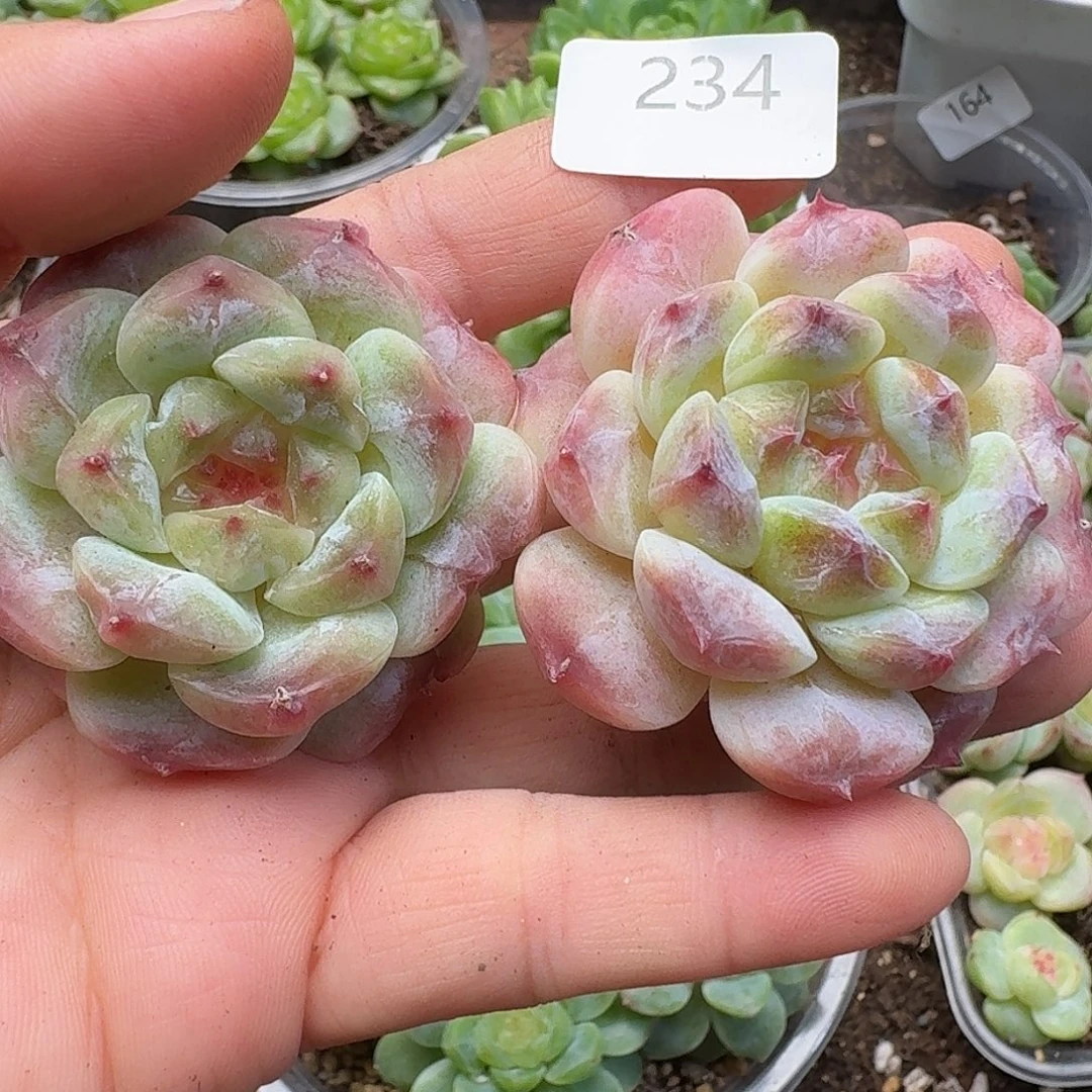 一物一拍一物一拍-907-234
