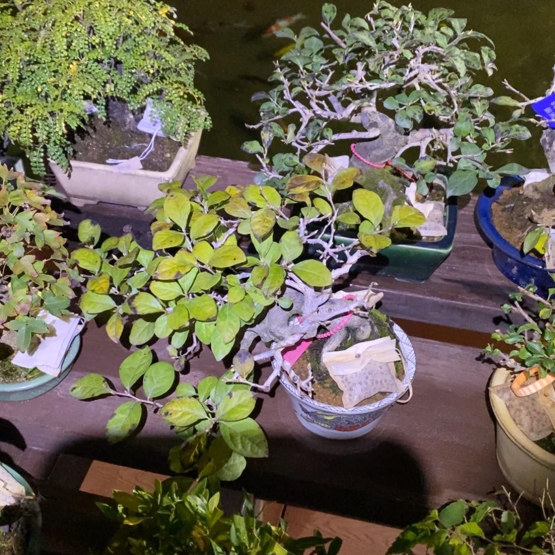 无花朵老鸦柿92516