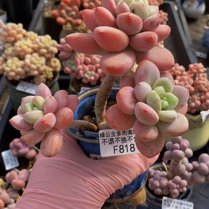 樱花洛神老桩818多肉植物