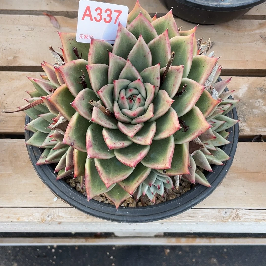 若如东云单拍A337
