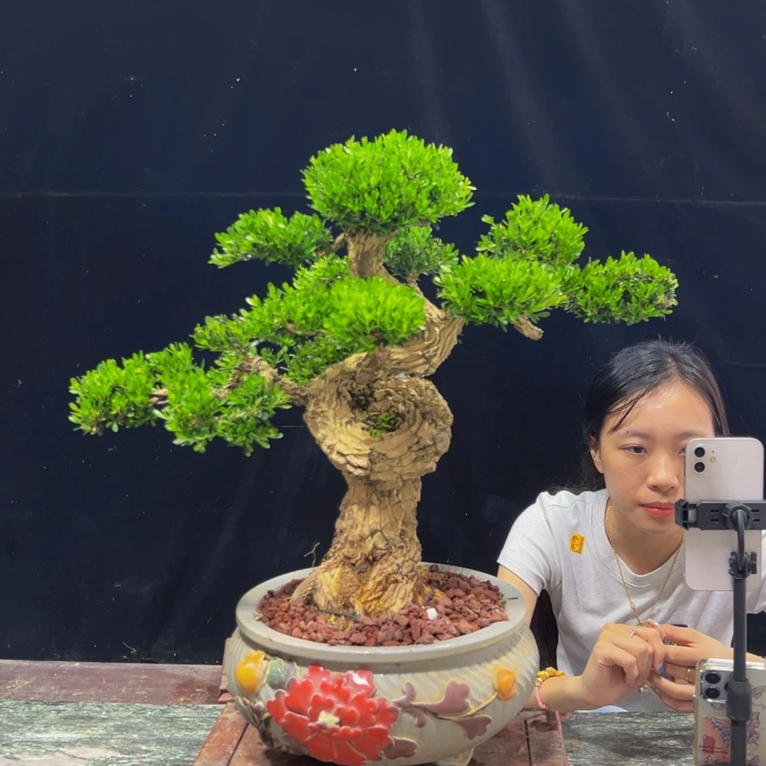 无花朵广东黄杨四季常青