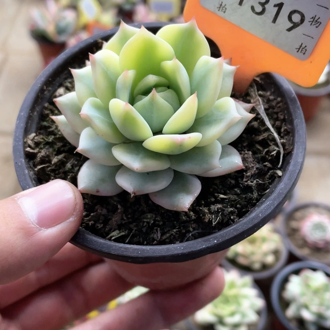 【闪购商品】钰*泽1319号