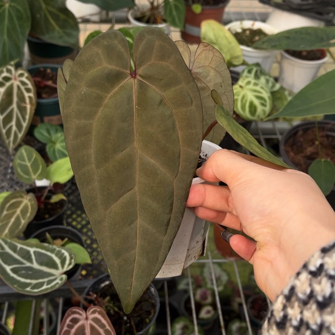 无花朵桃鸡3466。。