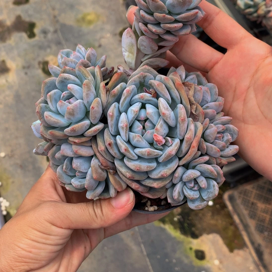 61351星影嗯嗯嗯嗯嗯好喜欢