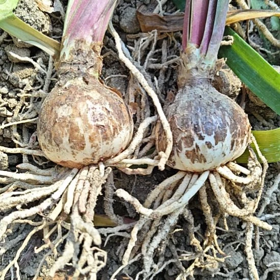 完全开放11福利卡舞5-6厘米两棵