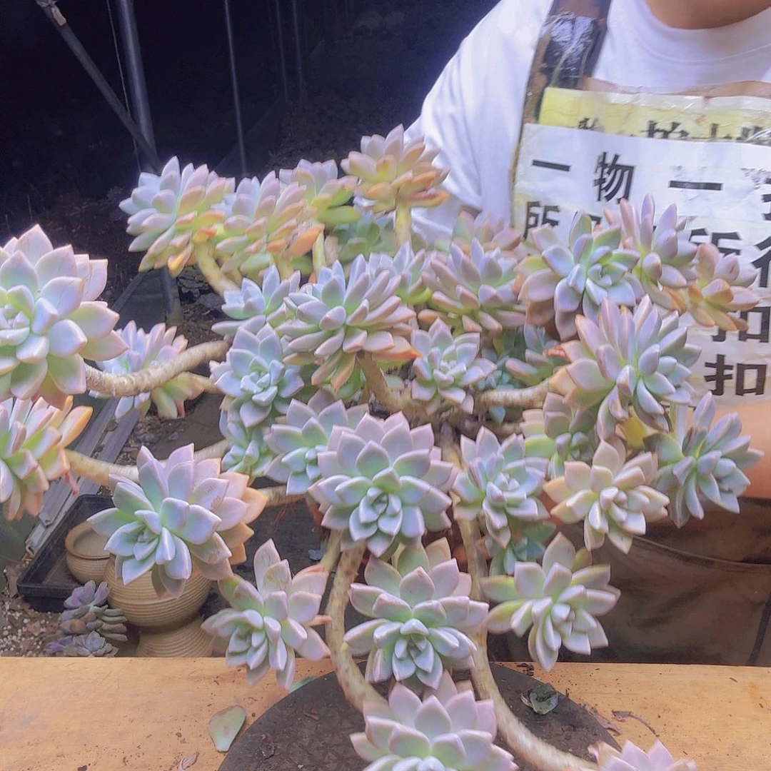 老庄带血遗物一拍，所见即所得