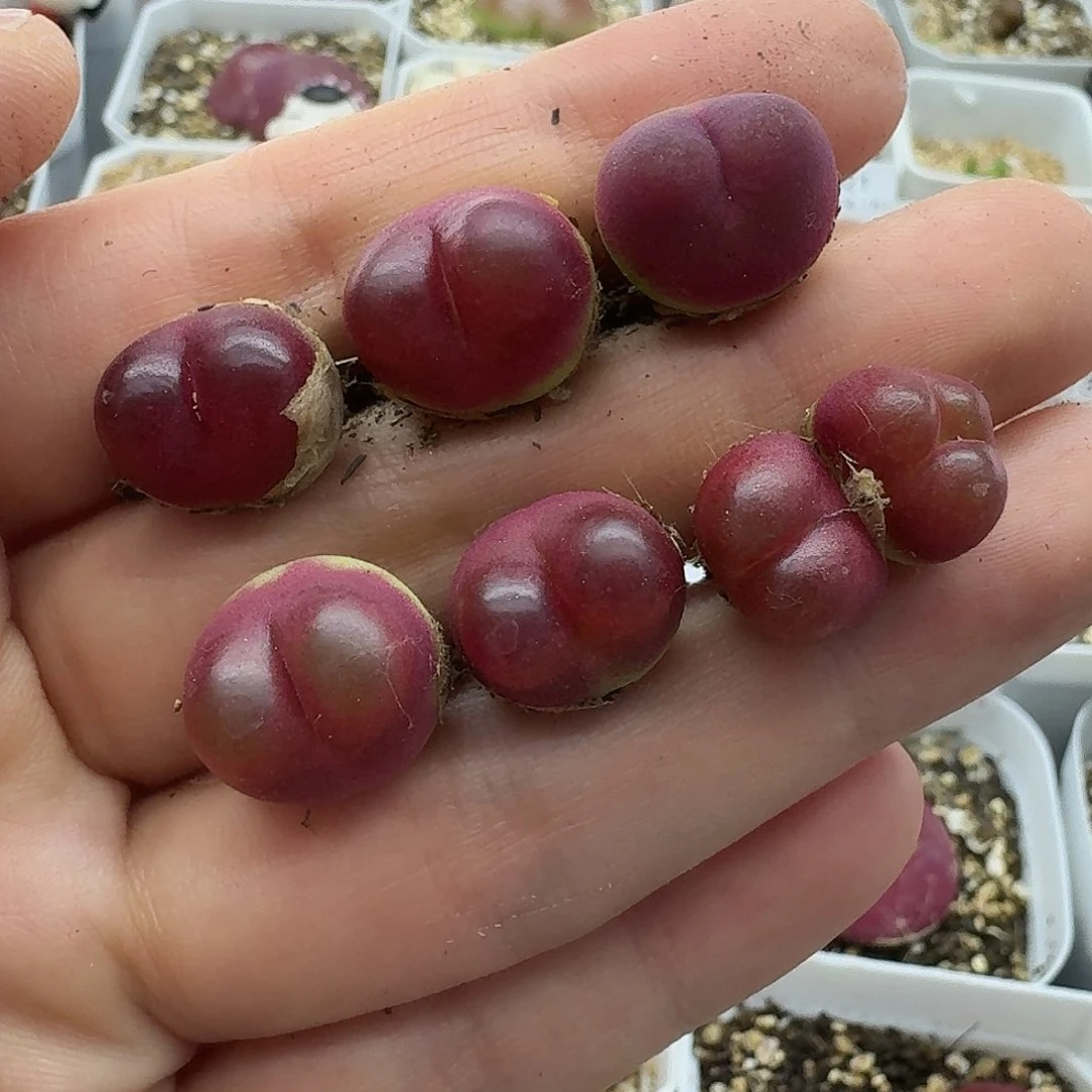 吴**?老马生石花吕红1556