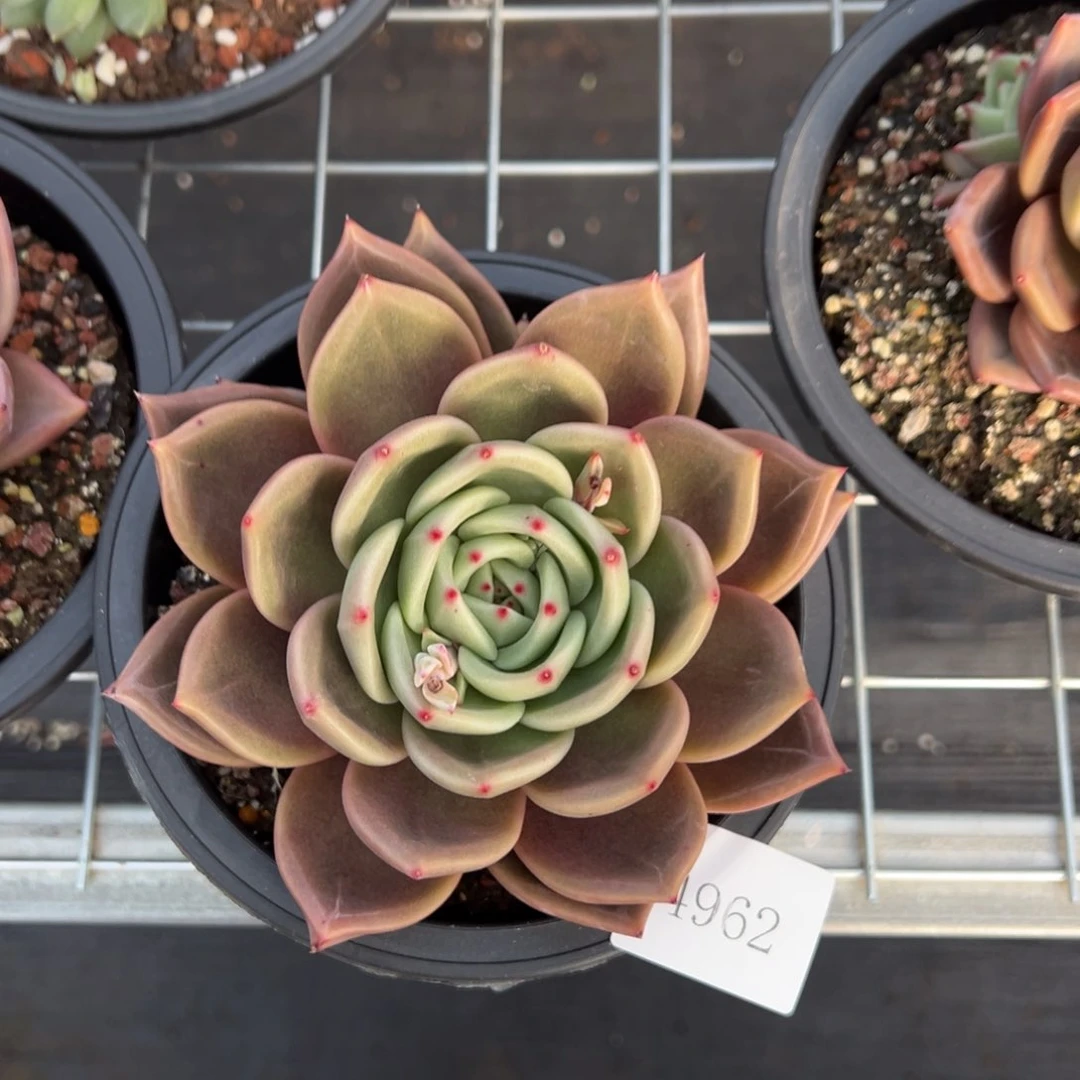 意****发4962肉肉肉肉肉肉肉