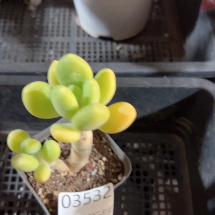 幸运的是我还没遇到