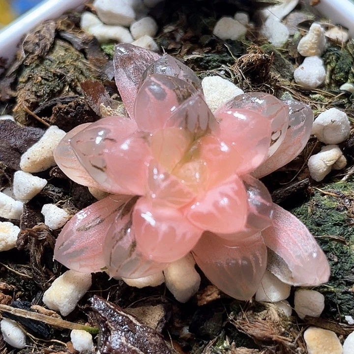 *****767天线宝宝锦特选福利。