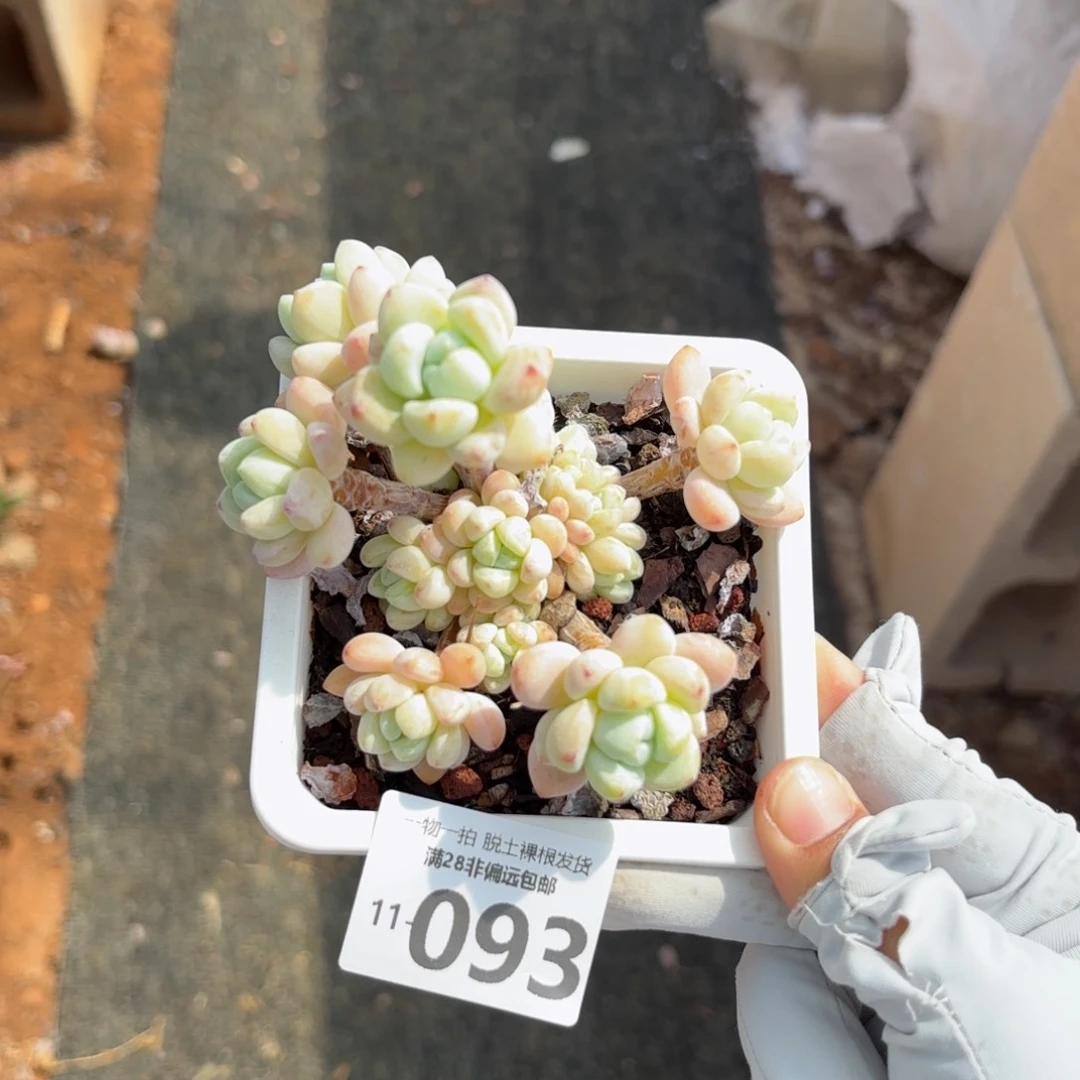 樱花罗绮老桩多肉多肉