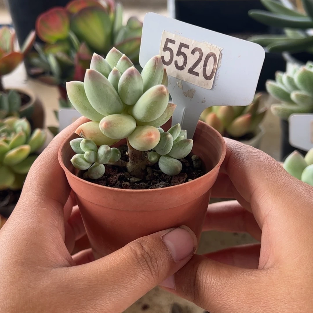 【闪购商品】松果。 5520。1111111