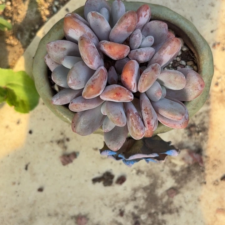 多肉植物粉兔粉兔群