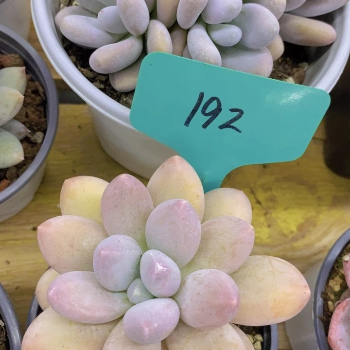 开心多肉，一物一拍