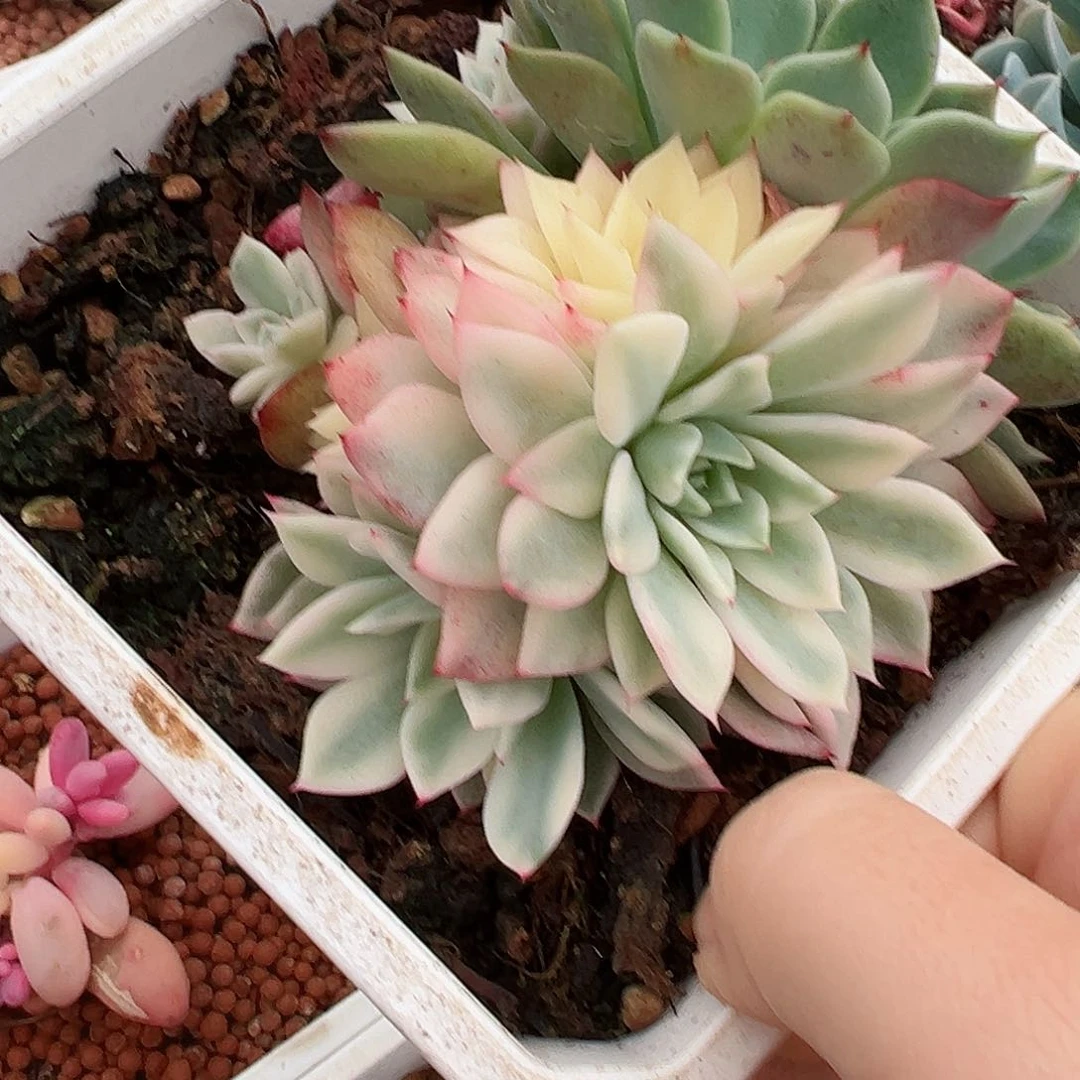 绿爪锦，多肉植物