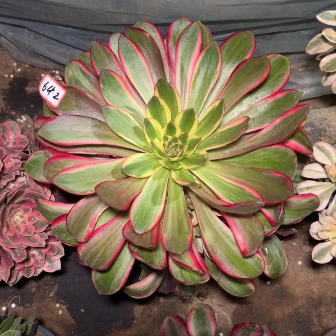 642多肉植物红魔女