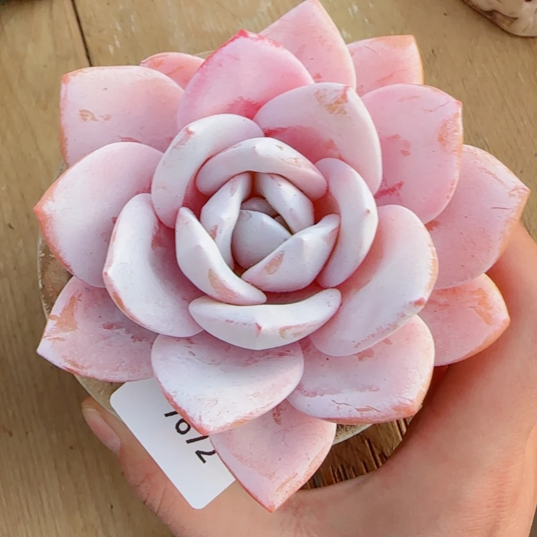 粗桩雪茶，7672多肉植物