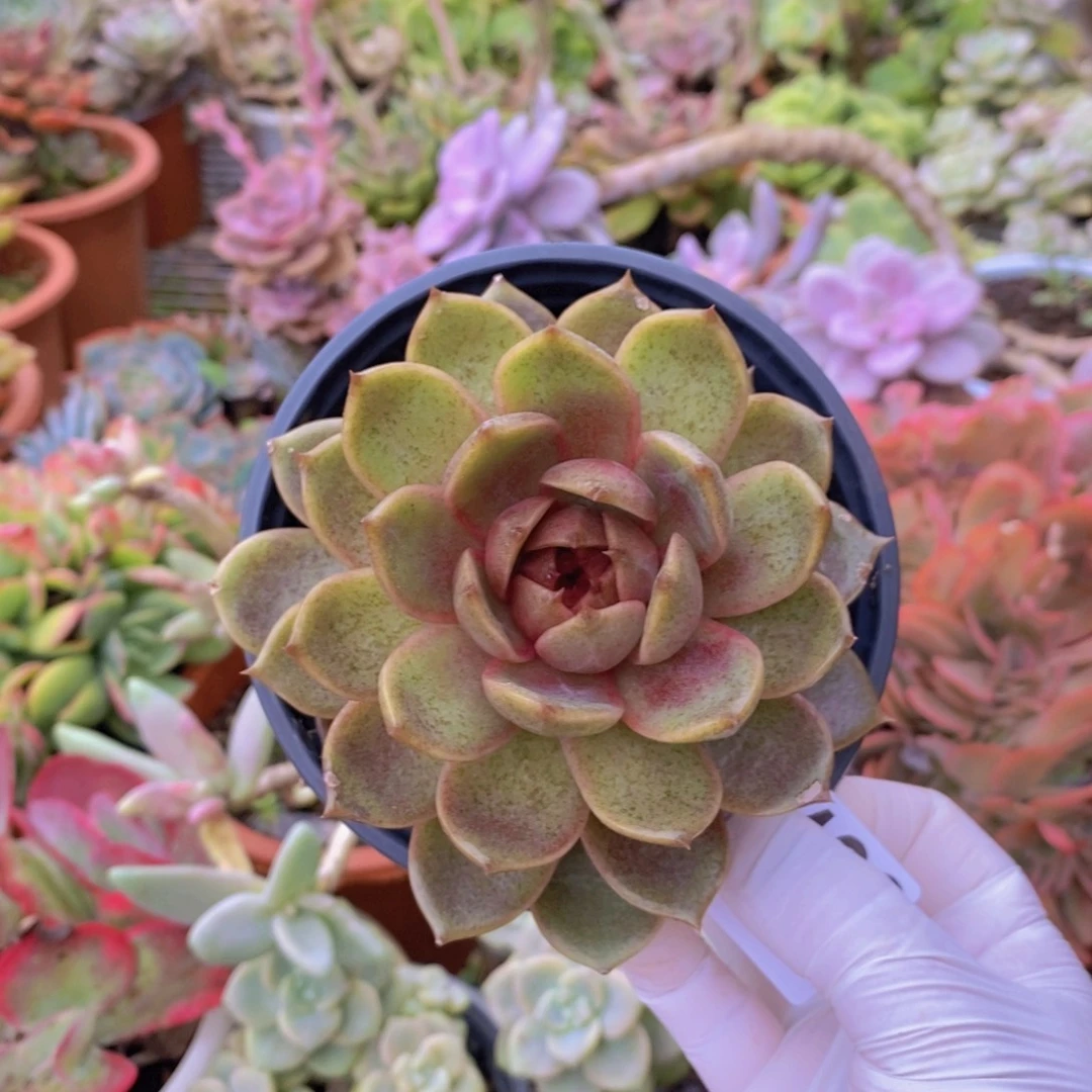 6428巧克力慕斯一物一拍