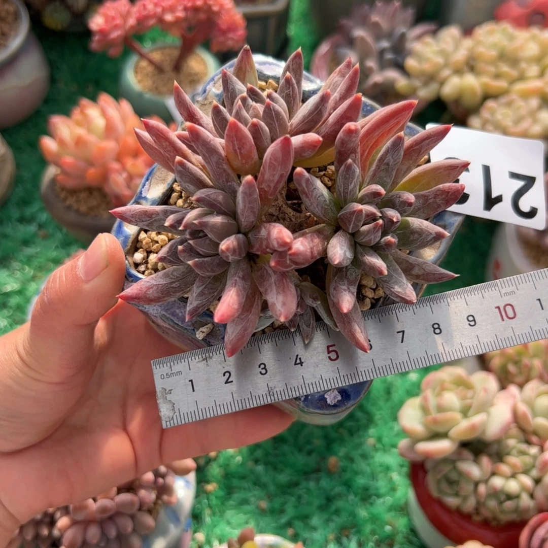 S****麻213 多肉植物组合盆栽