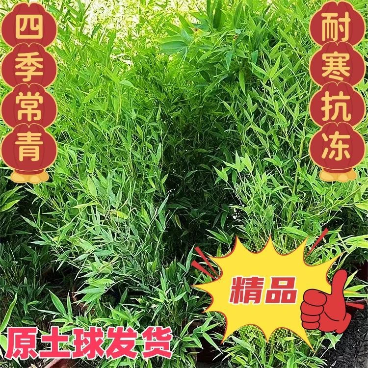 竹子树苗竹子盆栽阳台耐寒四季常青大型绿植竹子树苗耐寒室外庭院
