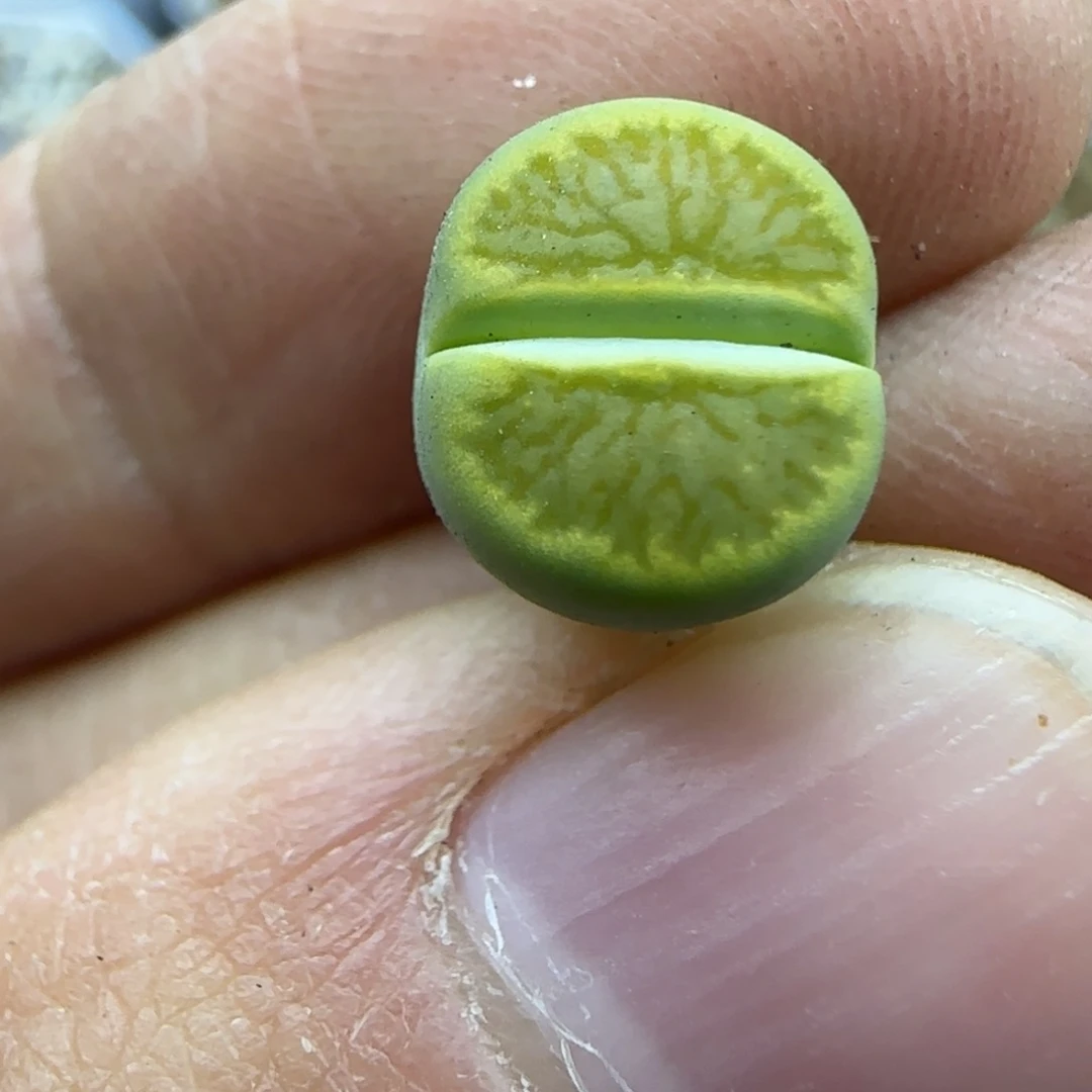 778 清框福利30包邮