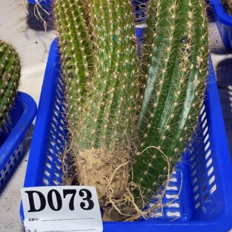 瑕疵种子苗毛花柱d 073
