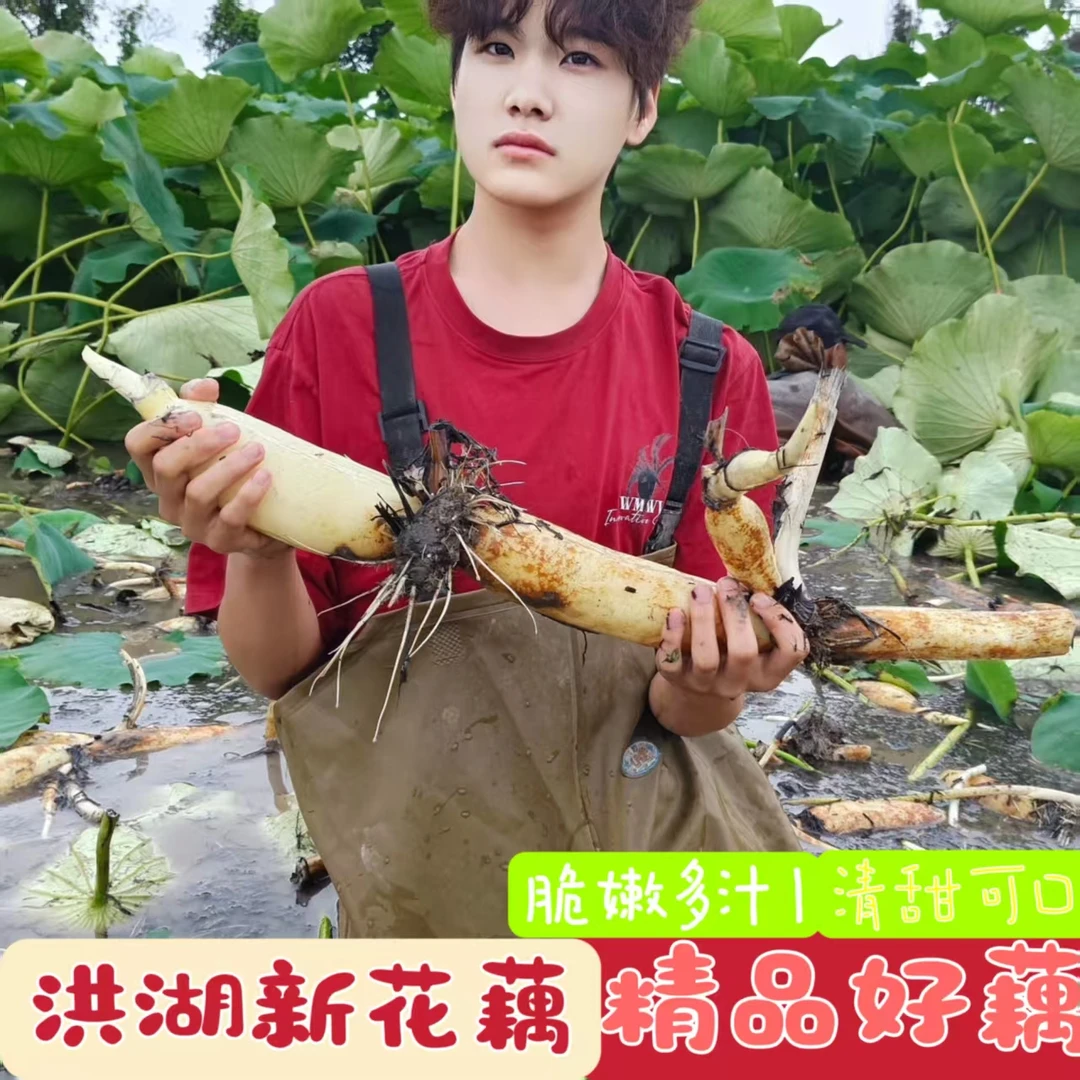 新鲜洪湖新花藕水果藕脆藕嫩藕藕尖脆嫩藕丁清炒生吃凉拌现挖蔬菜