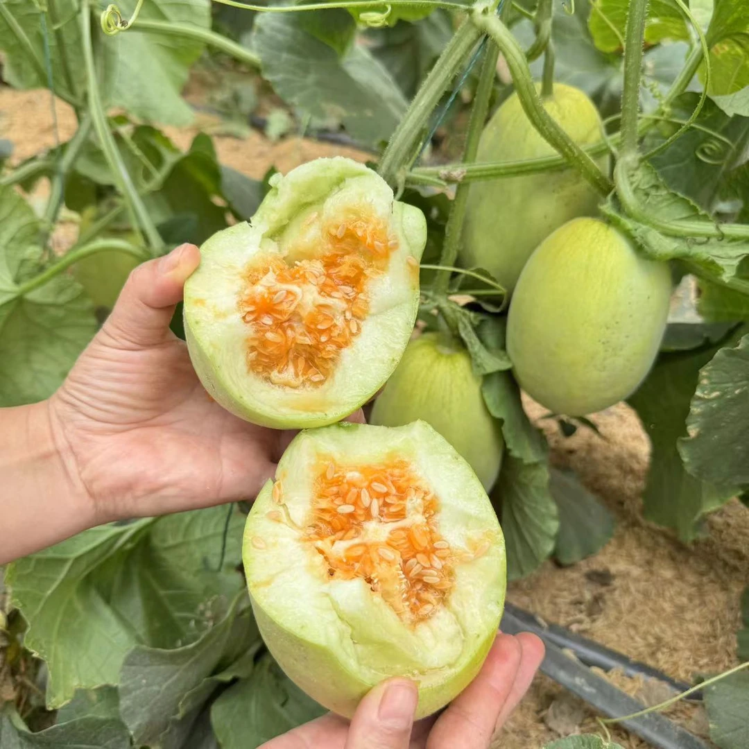 【顺丰包邮】湖南本地特色神龙蜜瓜清甜可口