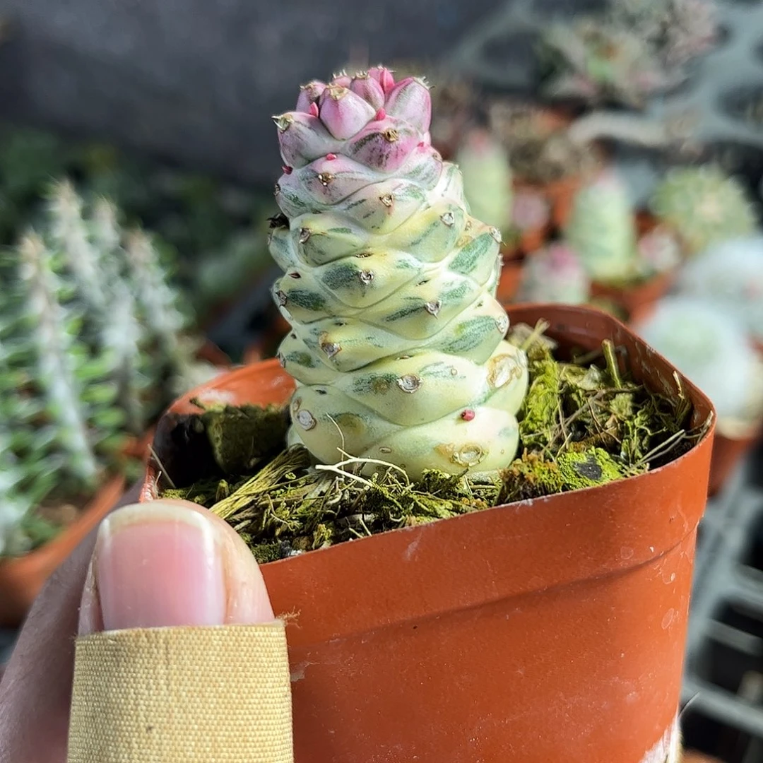 将军阁白锦单头发货单头