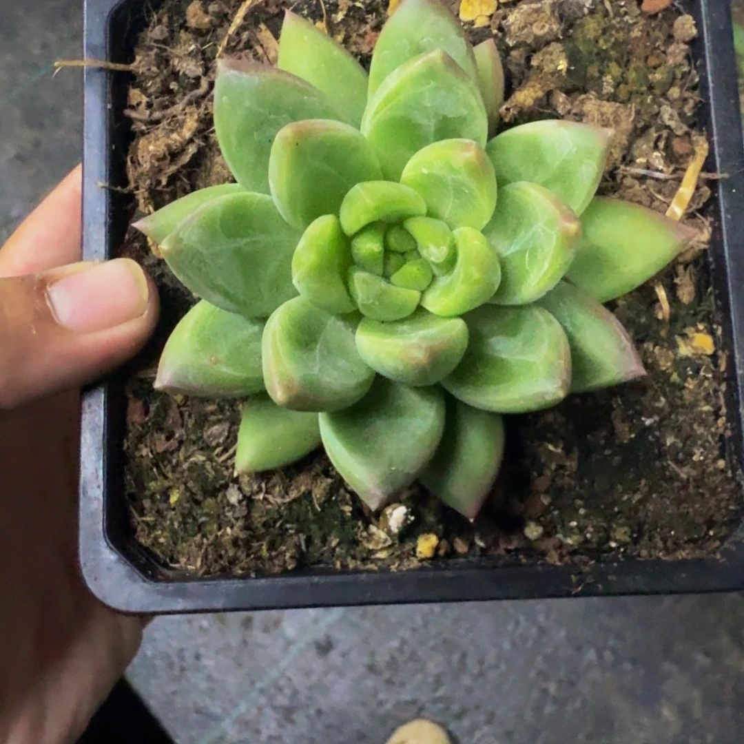 美人杂交 一物一拍