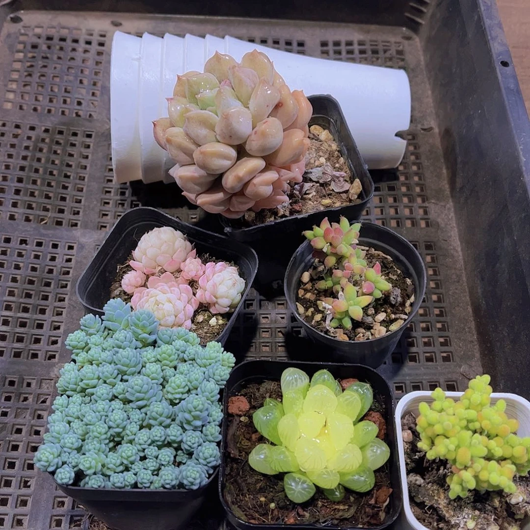 多肉788多肉植物