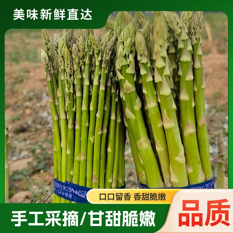 新鲜细芦笋当季现挖蔬菜有机芦笋顺丰包邮直径0.5-0.8尺寸22左右